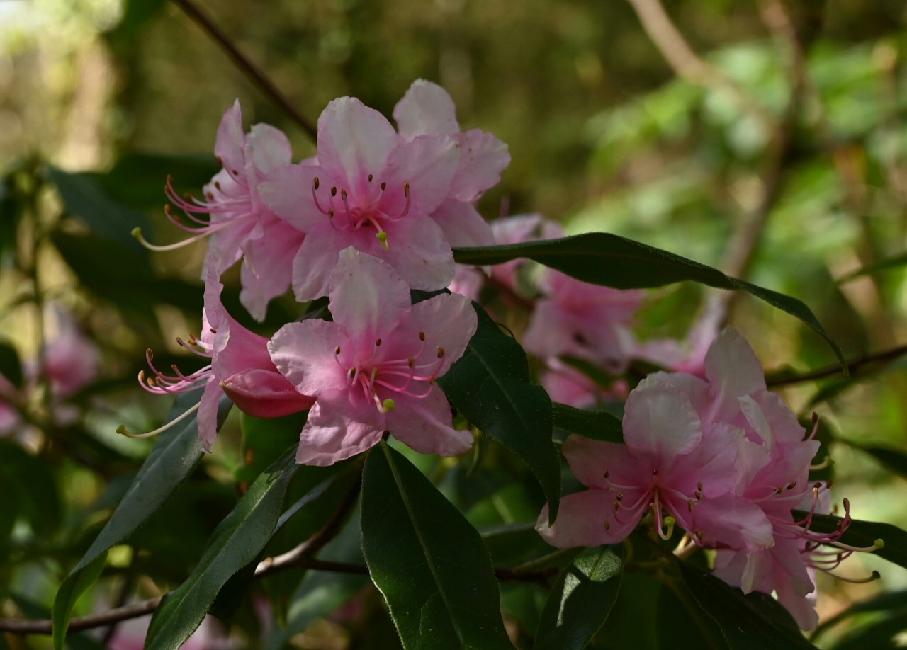 R. brachypodum PW86